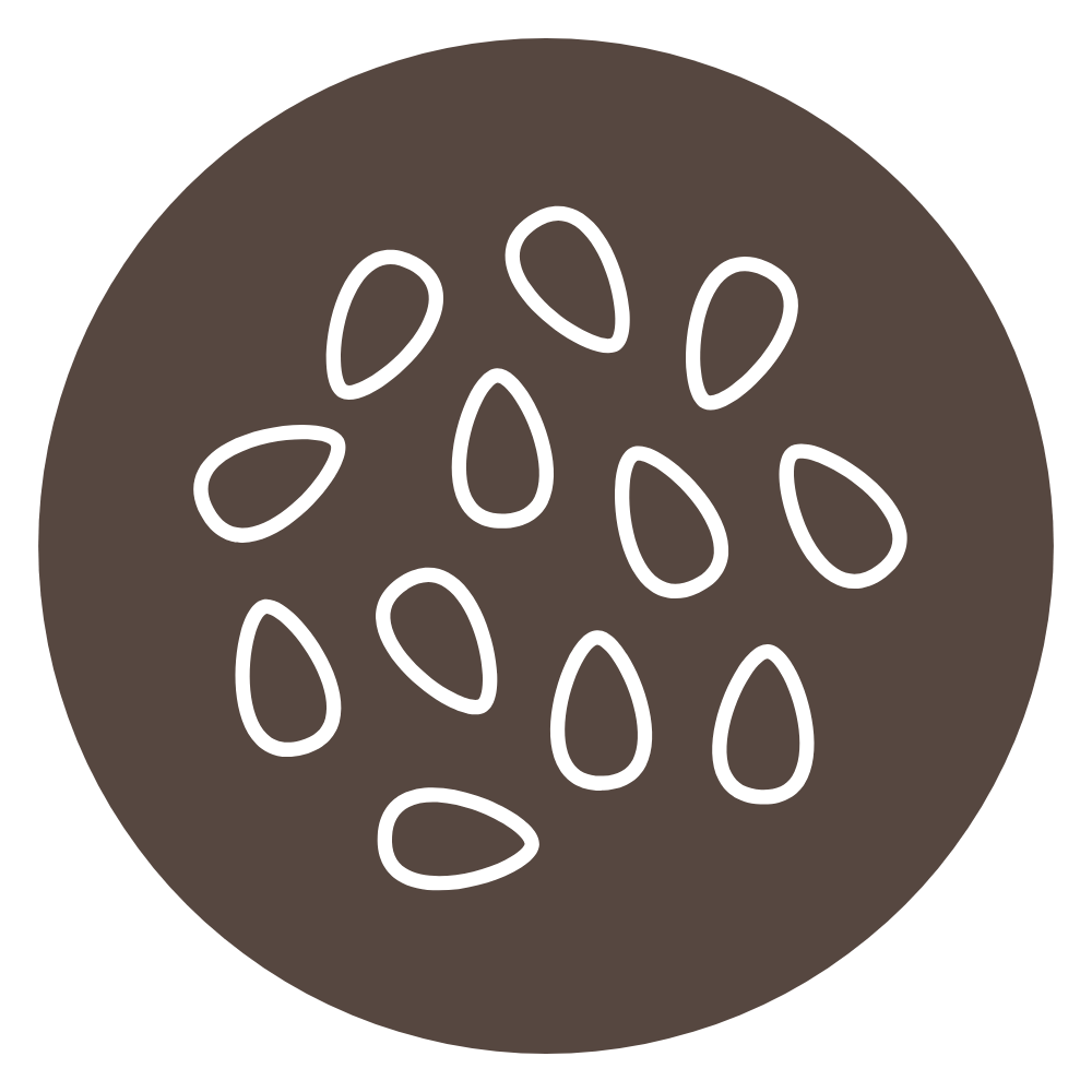 Sesamo